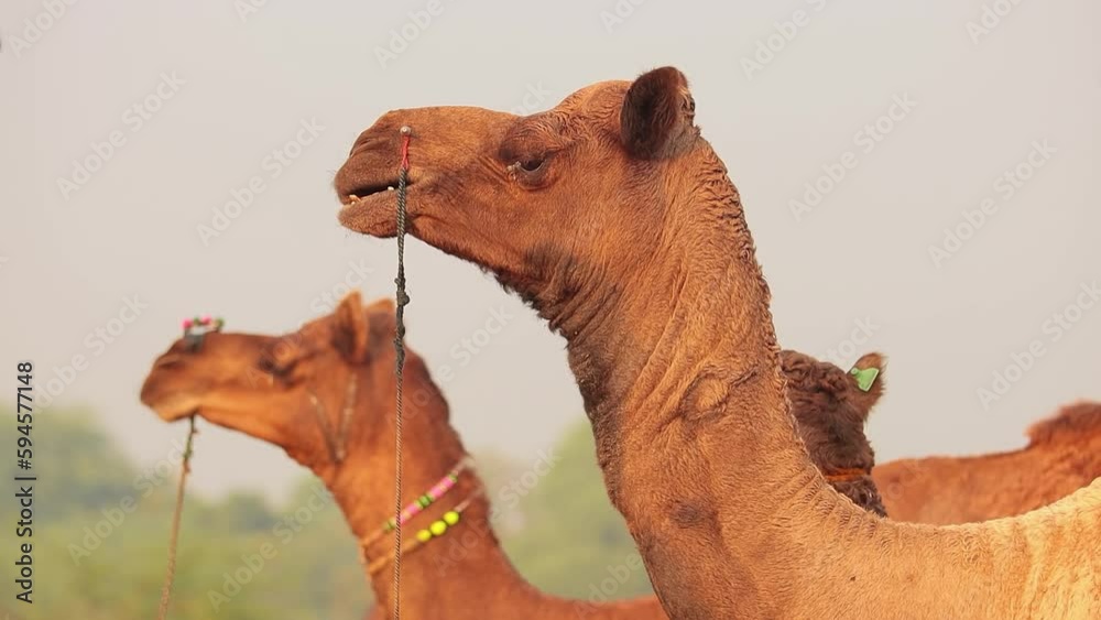 Camels in slow motion at the Pushkar Fair, also called the Pushkar ...