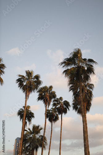 palm trees at sunset © Kiril