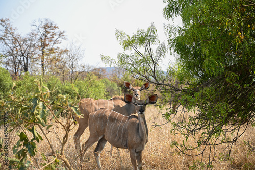 Animals in Kruger national park © Jonas