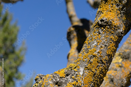 Billede på lærred Closeup of a tree trunk with yellow moss