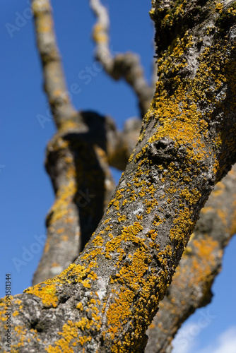Billede på lærred Closeup of a tree trunk with yellow moss