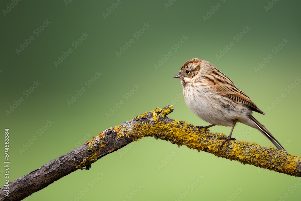 Bird female Reed Bunting Emberiza schoeniclus, spring time, Poland Europe Bird female Reed Bunting Emberiza schoeniclus, spring time, Poland Europe