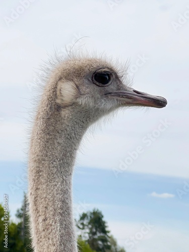 Ostrich is the largest bird in the world