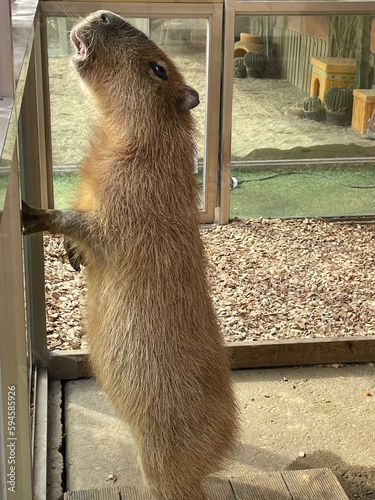 close up of a capybara