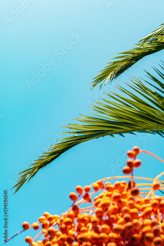 Large green palm tree leaves and orange date fruits in the foreground with bright blue sky