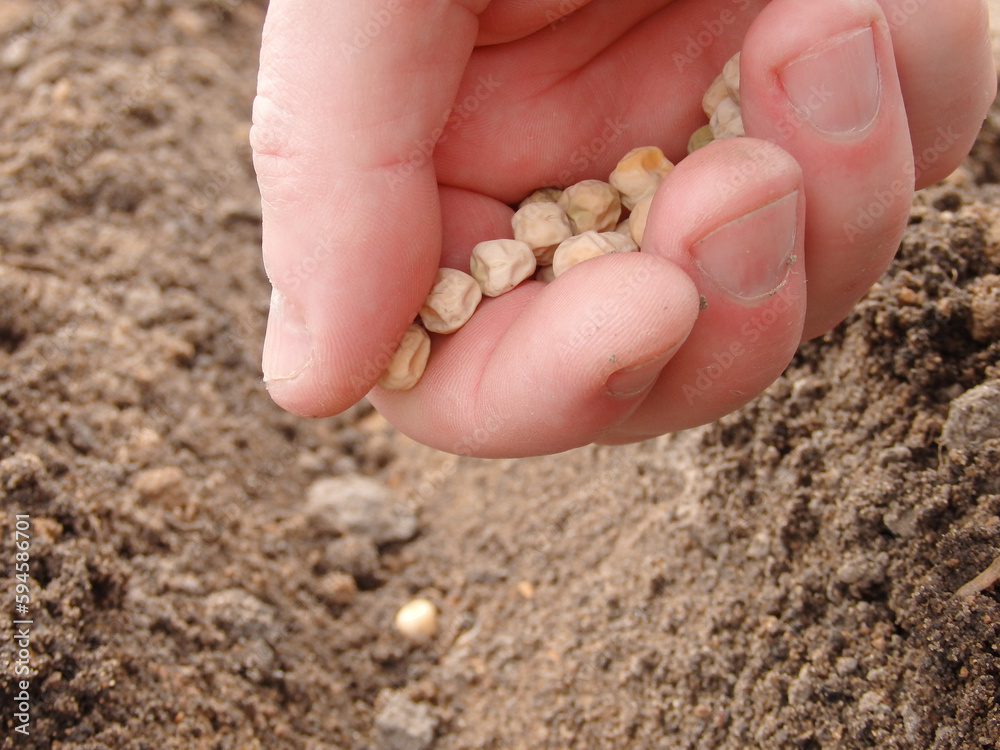 Mans hand planting peas in the garden. Farmer´s hand planting seed of green peas into soil. Sowing at springtime. Mans hand planting peas in the garden. Farmer´s hand planting seed of green peas into soil. Sowing at springtime.
