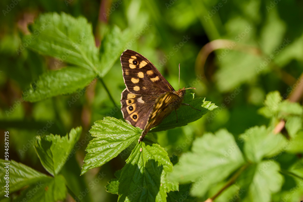 The butterfly sits in the vegetation on a spring day The butterfly sits in the vegetation on a spring day