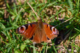 The butterfly sits in the vegetation on a spring day