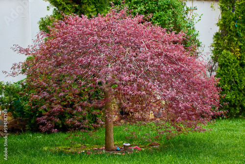 image of (Acer Palmatum) in the garden on a green lawn in spring