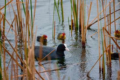 (Fulica atra) with chicks near the nest on a water photo