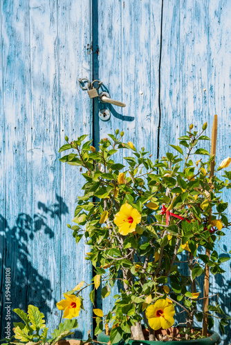 A hibiscus plant with yellow flowers stands in front of an old blue wooden front door