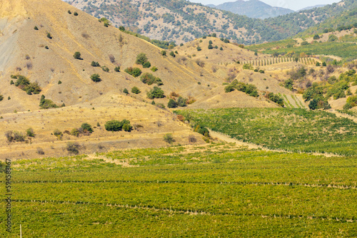 Vineyards on vast areas among Crimean mountains. Smooth rows extend to foot of the mountain range. Winemaking in Crimea is one of leading branches of agriculture in Crimea.