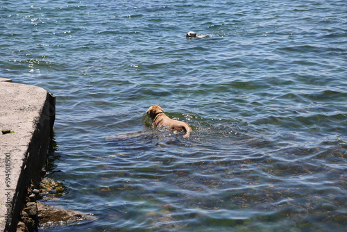 Urban pet dogs swim in the sea. Cute paws swim in the sea to cool off on a hot day.Dogs living in apartments. © Bigy