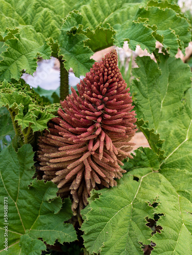 Chilean rhubarb