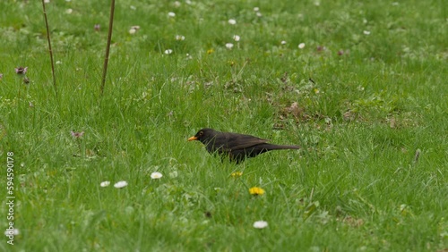 Blackbird, Turdus merula searching food in spring green meadow on a rainy day. Bulgaria, Europe animals, birds habitat. photo