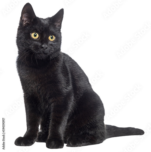 Sitting Black cat looking away, isolated on white Fototapet