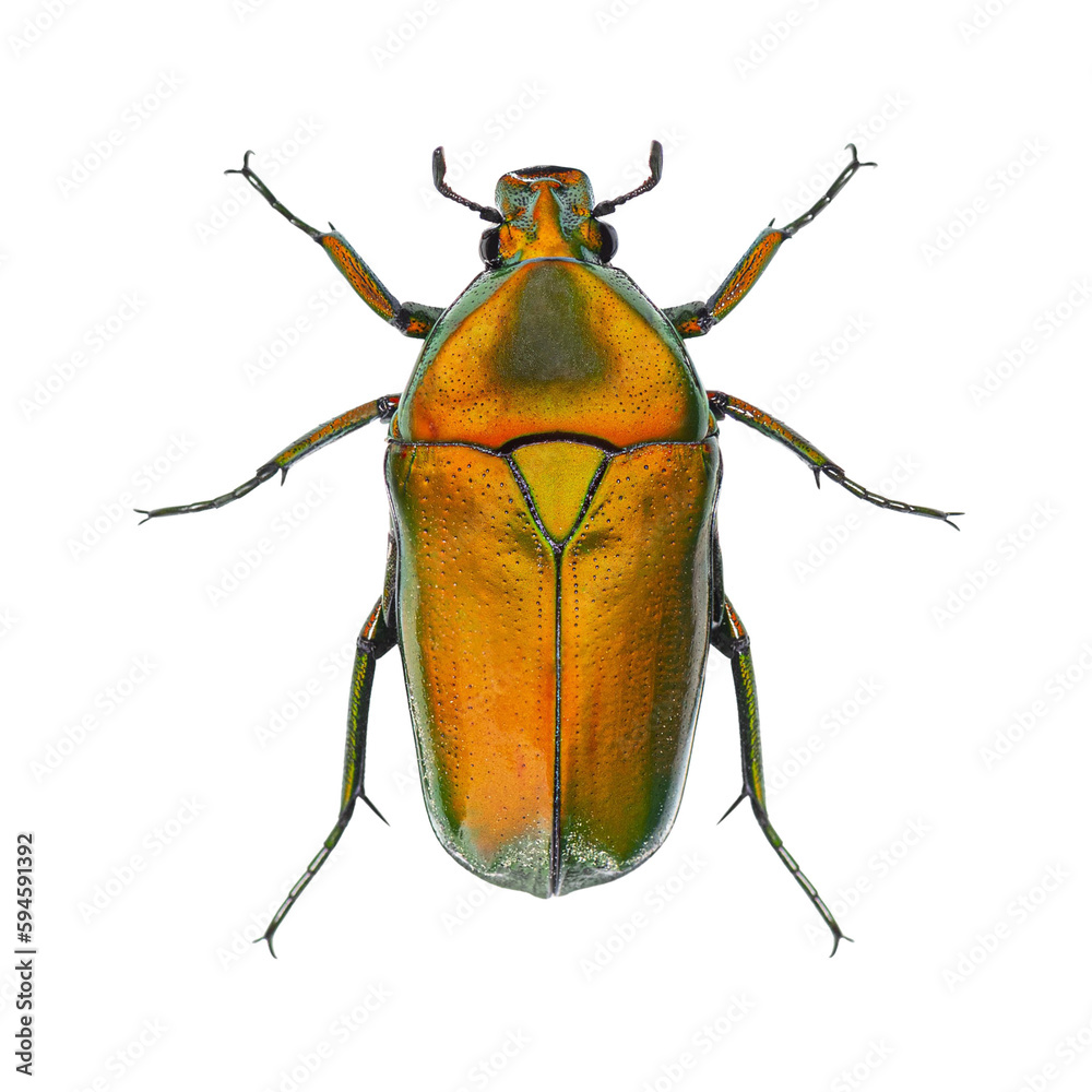 View from above of an orange Flower beetle, Chlorocala africana, isolated on white