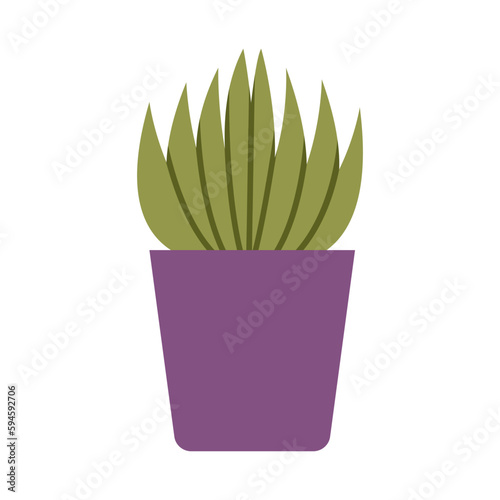 Haworthia, small succulent, cartoon style. House plants for home interior, urban jungle. Trendy modern vector illustration isolated on white, hand drawn, flat