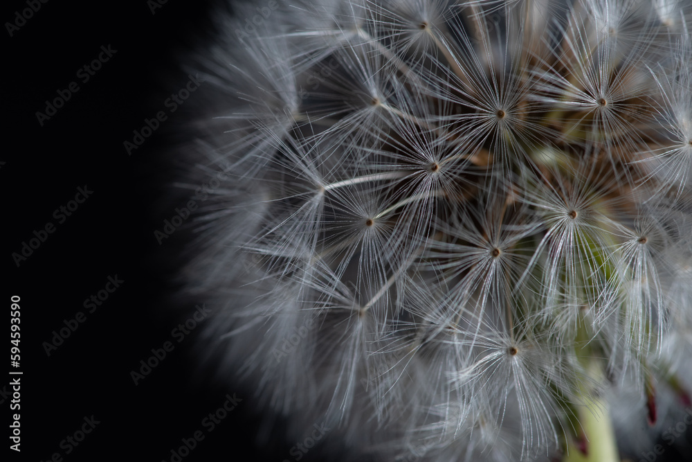 Fototapeta premium ふわふわなタンポポの綿毛