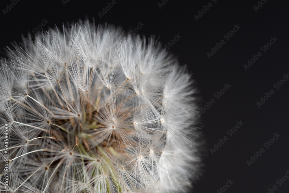 Fototapeta premium ふわふわなタンポポの綿毛