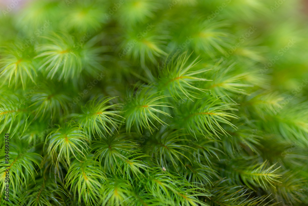 ふわふわな苔をマクロレンズで撮影