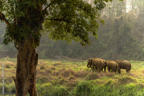 Group of Asian Elephants Wildlife in forest of Northern Thailand