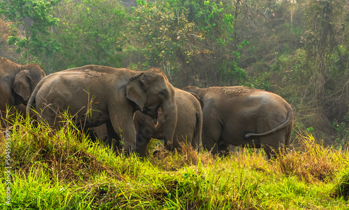 Canvas Print Group of Asian elephants in wild forest, Elephant Wild Life concept