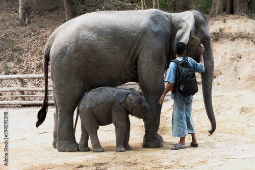 Photography Mahout standing with Asian Elephant mother and baby in elephant sanctury in Nort