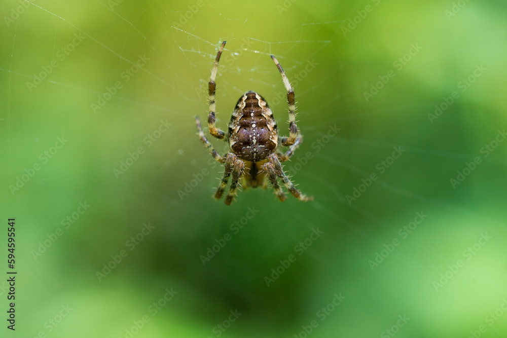 Spider on green background Spider on green background