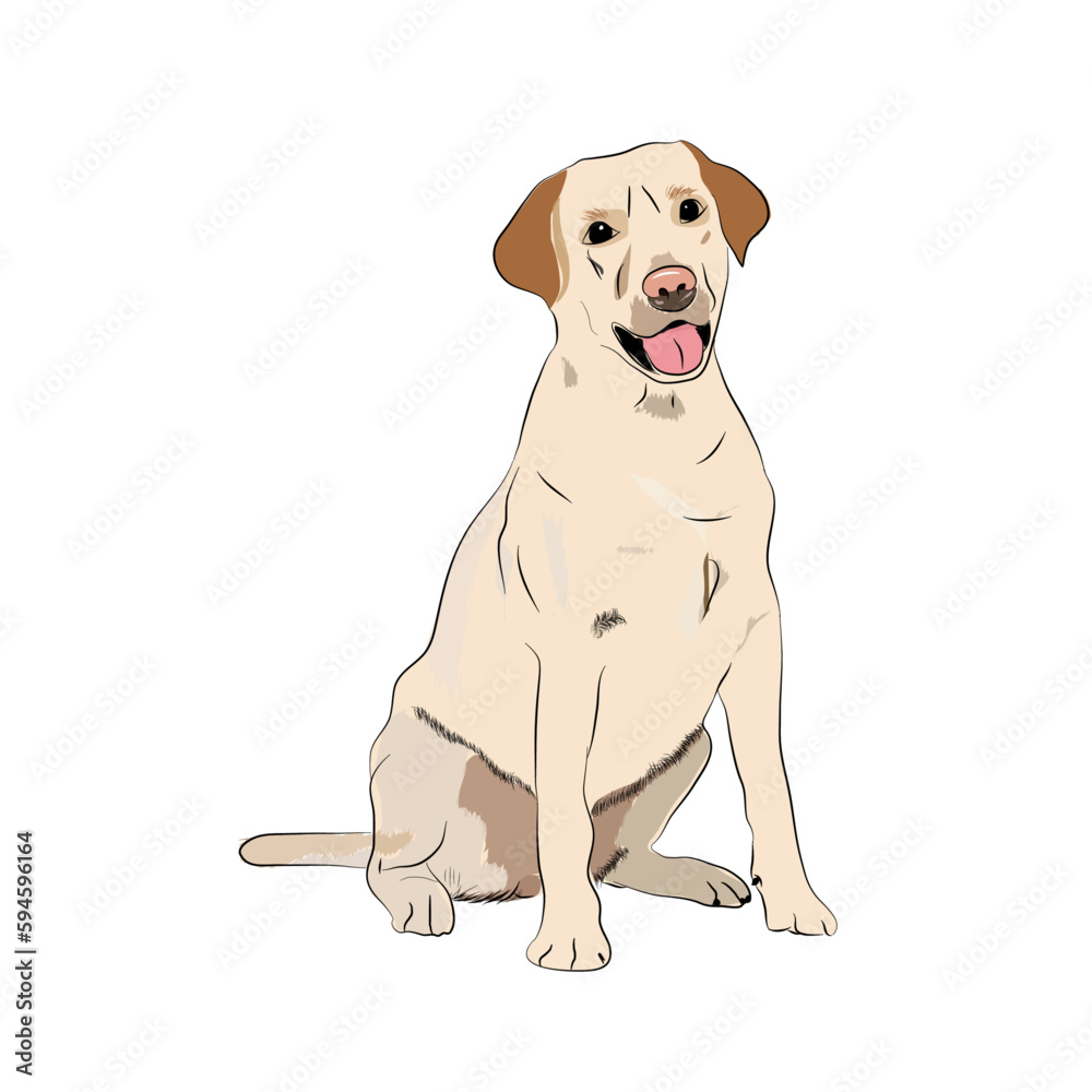 Fototapeta premium dog labrador cute 