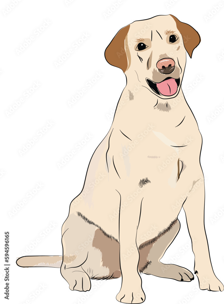Fototapeta premium dog labrador cute 