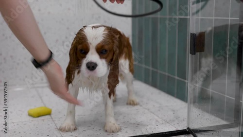 Cavalier King Charles Spaniel at grooming salon having bath. Home Grooming Salon