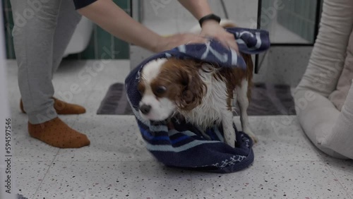 Cavalier King Charles Spaniel at grooming salon having bath. Home Grooming Salon