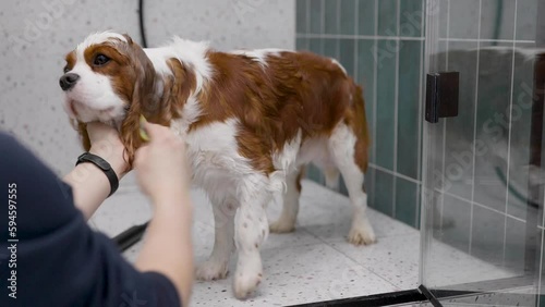 Cavalier King Charles Spaniel at grooming salon having bath. Home Grooming Salon