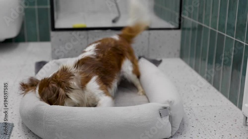 Cavalier King Charles Spaniel at grooming salon having bath. Home Grooming Salon