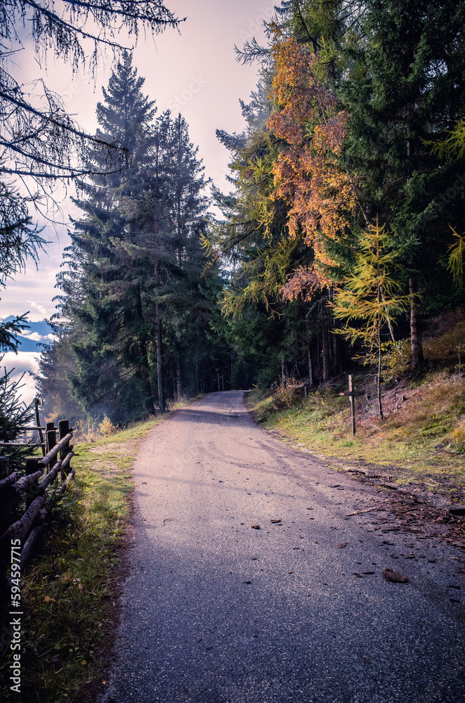 Obraz premium path in the woods