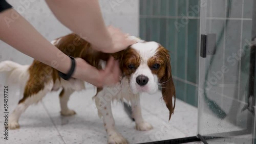 Cavalier King Charles Spaniel at grooming salon having bath. Home Grooming Salon