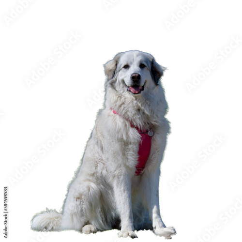 Front view of a cute sitting white Pyrenean mountain dog female looking at camera on a white background.