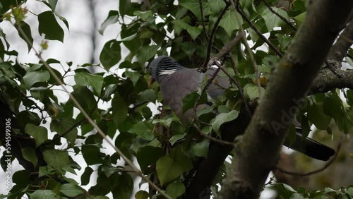 Wood pigeon hides on tree branches from hunter. Bulgaria, Europe animals, birds habitat. Hunting object. 
 photo