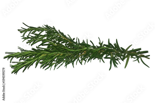 Twig of rosemary in PNG