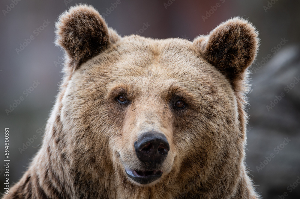 Portrait of a funny brown bear (Ursus arctos)