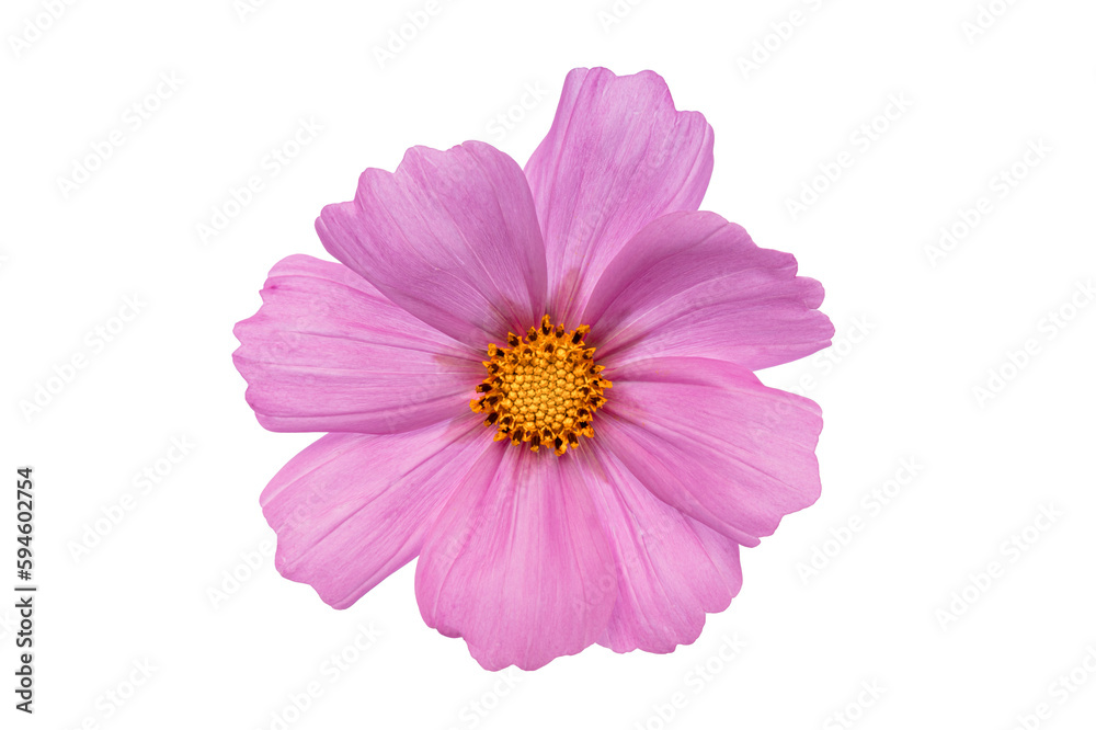 Purple rose pink flower blossom, macro from above isolated Purple rose pink flower blossom, macro from above isolated