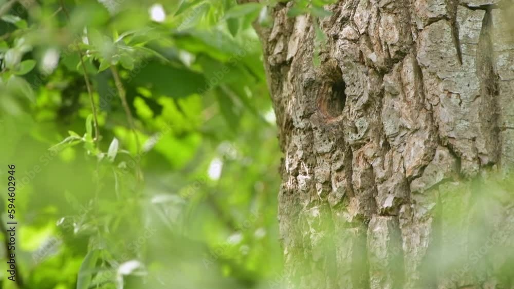 Great Spotted Woodpecker (Dendrocopos major) female bird feeding a chick in its nest hole in a tree during springtime in a forest. Great Spotted Woodpecker (Dendrocopos major) female bird feeding a chick in its nest hole in a tree during springtime in a forest.