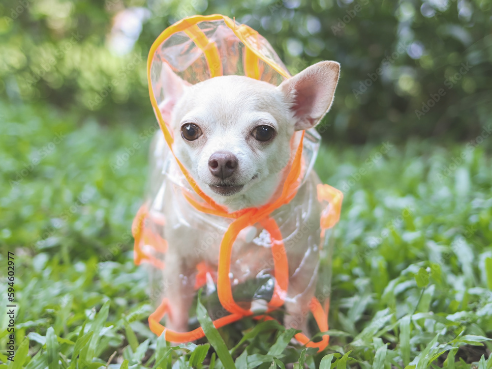 chihuahua dog wearing rain coat hood standing on green grass in the garden. chihuahua dog wearing rain coat hood standing on green grass in the garden.