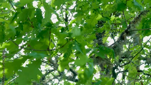 Oak leaves blow in strong wind, esgos, ourense, galicia, spain photo