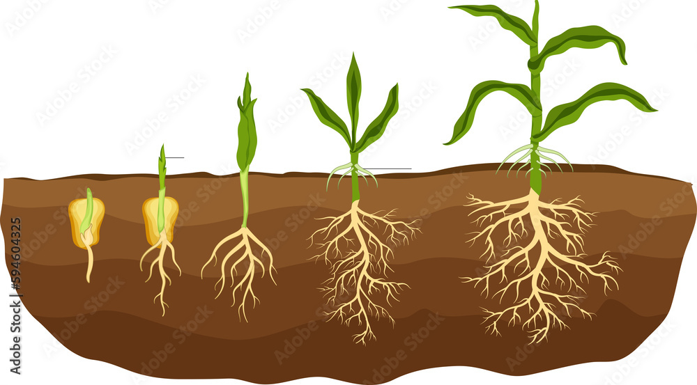 Monocotyledon plants, also known as monocots, are a group of flowering