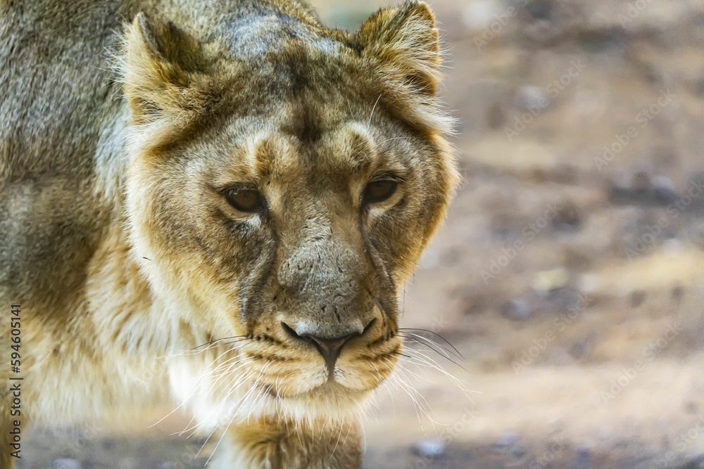 Close-up shot of an Asiatic lion on a blurred background Close-up shot of an Asiatic lion on a blurred background