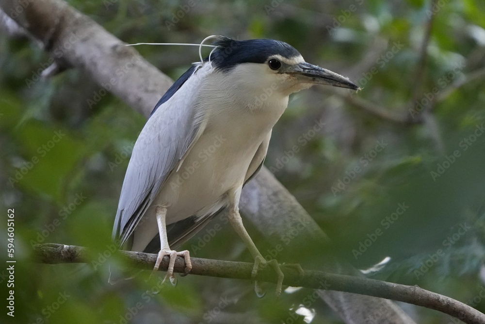 Close-up shot of a small Black-crowned night heron perched on a tree branch Close-up shot of a small Black-crowned night heron perched on a tree branch