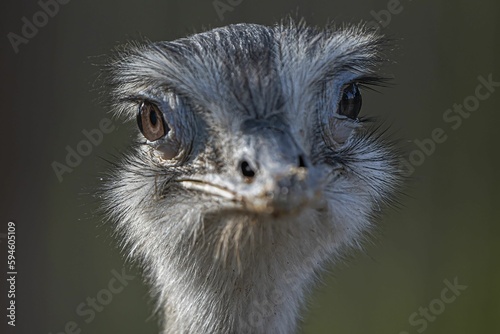 Adult Ostrich with its head and neck at a slight angle towards the camera