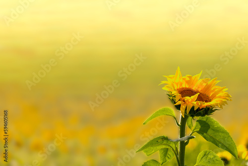Sunflower in front of sunflower field